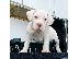 PoulaTo: Pitbull